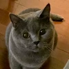 ねこくま