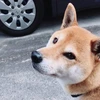 Rei怜生