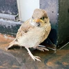血を吸うスズメさん