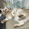 ぼう