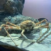 たしかにタカアシガニ