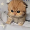 ねこ