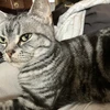 こんこん