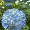 hydrangee