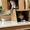 かきごーらー