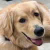オムライス