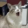 HuhCat