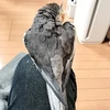 さるやん