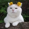 関ななみ
