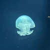 ニコスケ