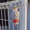 ぱら