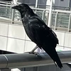 アラタ