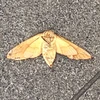 moth.v