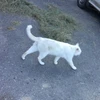 くっしー