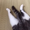 りもこん