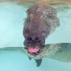 あっこ