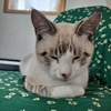 かつらむき