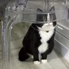 ミサンチーム
