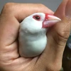 マスターこじろう