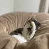 らいぺん