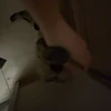マ