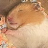 タ
