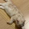 hamachi_