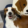 Go
