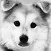 バクバクアイスdog