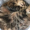 ノリ