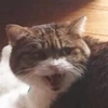 ころぺん