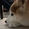 ひらまさ