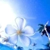 mongaraAko217