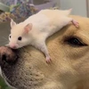 はるぼう