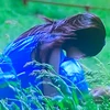 芽
