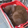 ボスケテ
