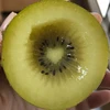 キノミ
