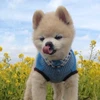 ami