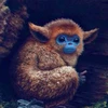 オチアイ