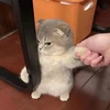 ニジョー