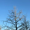 中部地方荒熊