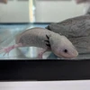 なまこ