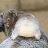 シュリ