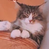 ノブ