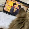 きっと猫