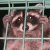 Raccoonink