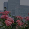 夜