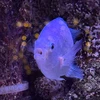 らむ