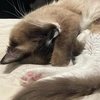 克己心