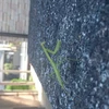 はちくの